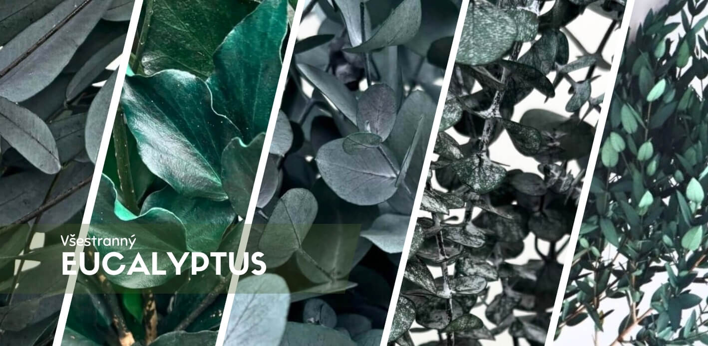 Eukalyptus (Blahovičník) – přírodní elegance pro váš interiér